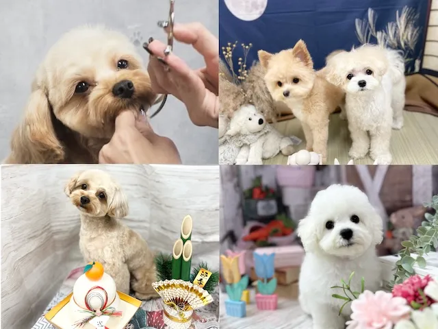 ギャラリー画像 04